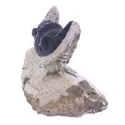 Trilobite Fossil On Matrix Specimen.   SP17791