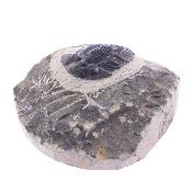 Trilobite Fossil On Matrix Specimen.   SP17796