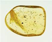 MADAGASCAN COPAL (YOUNG AMBER) SPECIMEN. SP5242POL