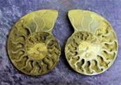 POLISHED FACE MADAGASCAN AMMONITE SECTION PAIR. SP6981POL