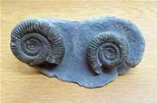 AMMONITE FOSSILS IN MATRIX SPECIMEN. SP7875