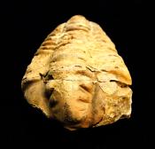 CALYMENE TRILOBITE FOSSILS.   SPR10862WH