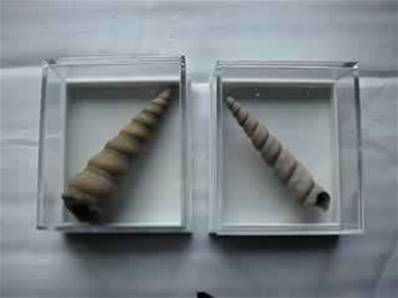 TURRITELLA Hamps boxed