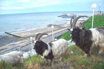 cromers mountain goats