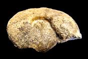 SIGALOCERAS AMMONITE IN MATRIX SPECIMEN.   SP10249
