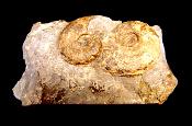 SIGALOCERAS AMMONITES IN MATRIX SPECIMEN.   SP10250