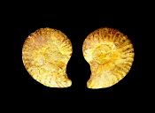 POLISHED FACE AMMONITE PAIR.   SP12455POL