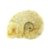 Fossil Ammonite Specimen.   SP15906
