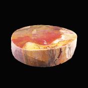 Petrified Wood Polished Face Slice Specimen.   SP17223POL