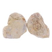 Illminster Ammonite Pair - Harpoceras.   SP17653POL