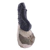 Trilobite Fossil On Matrix Specimen.   SP17792