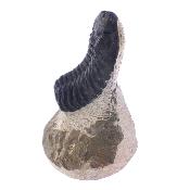 Trilobite Fossil On Matrix Specimen.   SP17792
