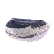 Trilobite Fossil On Matrix Specimen.   SP17795
