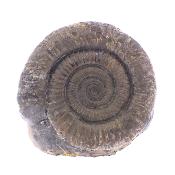 Pyritised Dactyloceras Ammonite Fossil In Matrix.   SP17797