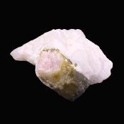 Watermelon Tourmaline Crystal Formation On Milky Quartz Matrix.   SP17840