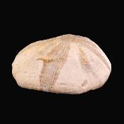 Sea Urchin Fossil - Clypeus Pioti.   SP17841