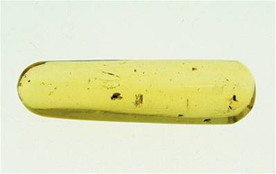 MADAGASCAN COPAL (YOUNG AMBER) SPECIMEN. SP5254POL