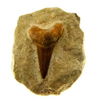 LAMNA SHARK TOOTH ON MATRIX FOSSIL SPECIMENS. SPR9184