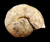 SIGALOCERAS AMMONITE IN MATRIX SPECIMEN.   SP10249