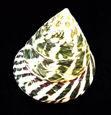 TROCHUS NILOTICUS SHELL.   SP10330