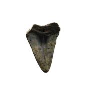 PARTIAL MEGALODON TOOTH FOSSIL SPECIMEN.   SP14270