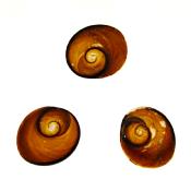 Set of three Green Shiva Eye Shells.   SP1538POL