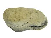 Dactylioceras Fossil Ammonites In Matrix Specimen.   SP16016 