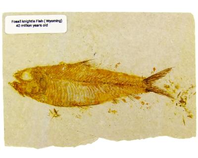 Knightia Fish Fossil On Limestone Plate.   SP16658