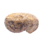 Ammonite Fossil - Stephanoceras.   SP17650