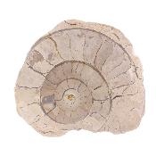 Illminster Ammonite - Harpoceras.   SP17651POL