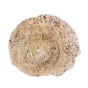 Illminster Ammonite - Harpoceras.   SP17652POL