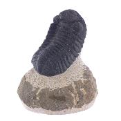 Trilobite Fossil On Matrix Specimen.   SP17792