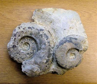 HARPOCERAS AMMONITES IN MATRIX FOSSIL SPECIMEN. SP6647