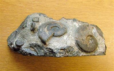 HARPOCERAS FALCIFERUM DACTYLOCERAS SPECIMENS. SP6648