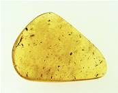 MADAGASCAN COPAL (YOUNG AMBER) SPECIMEN. SP6960