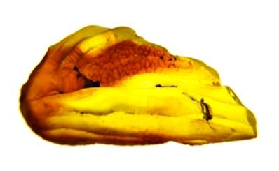 POLISHED BALTIC AMBER SPECIMEN. SP8616POL