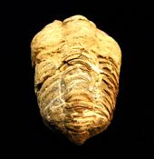 CALYMENE TRILOBITE FOSSILS.   SPR10862WH