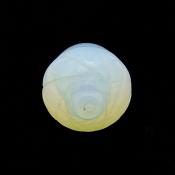 Acorn Carving in Opalite.   SPR15239POL