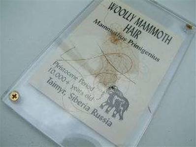 MAMMOTH HAIR IN A 12x18cm PRESENTATION CASE. MAM01