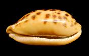 TURTLE COWRIE SHELL.   SP10324