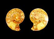 POLISHED FACE AMMONITE PAIR.   SP11063POL