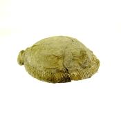 PYRITISED DACTYLOCERAS AMMONITE FOSSIL IN MATRIX WITH POLISHED CUT FACE.   SP13856POL