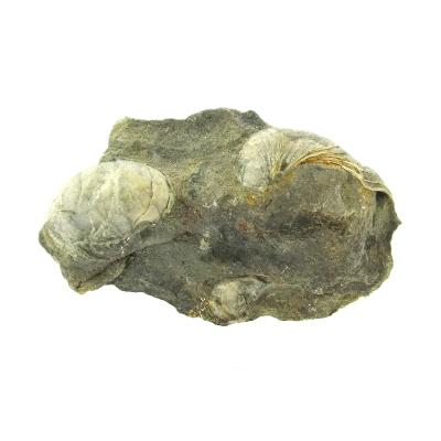 Group Of Gryphea (Devil's Toenail) Marine Bi-Valve Mollusc Fossils In Matrix.   SP15913