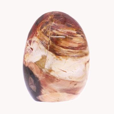 Petrified Wood Fully Polished Nodule Specimen.   SP17181POL