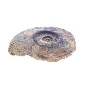 Ammonite Fossil - Harpoceras Subserpentinum.   SP17649