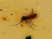 POLISHED COLUMBIAN COPAL SPECIMEN DISPLAYING INSECT INCLUSIONS.