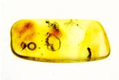 POLISHED BALTIC AMBER SPECIMEN. SP8636POL