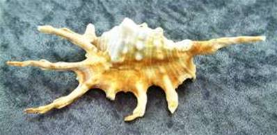 LAMUS SCORPIO SHELLS. SPR3900SHL