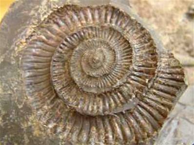 DACTYLIOCERAS AMMONITE negative