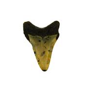 PARTIAL MEGALODON TOOTH FOSSIL SPECIMEN.   SP14267